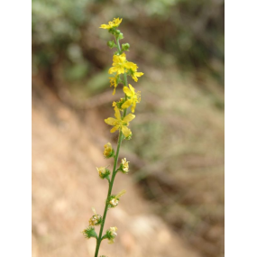 Impuls Leber + Galle + Darm Kräuterkomplex, 50ml-0