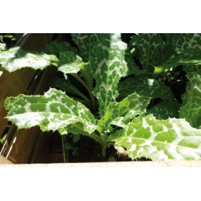 Impuls Leber + Galle + Darm Kräuterkomplex, 50ml-2