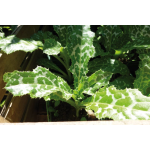 Impuls Leber + Galle + Darm Kräuterkomplex, 50ml-2