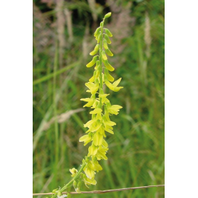 TCM/TEM-Kräuterkomplex Erde, 50 ml-0