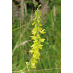 TCM/TEM-Kräuterkomplex Erde, 50 ml-0