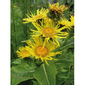 TCM/TEM-Kräuterkomplex Yang, 50 ml-0