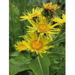 TCM/TEM-Kräuterkomplex Yang, 50 ml-0