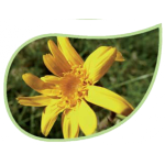 Helping Flowers (4) - Arnika-0