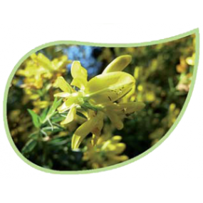 Helping Flowers (16) - Ginster-0