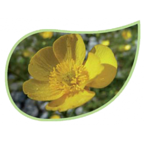 Helping Flowers (19) - Hahnenfuß-0