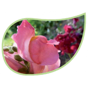 Helping Flowers (28) - Löwenmaul-0