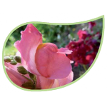 Helping Flowers (28) - Löwenmaul-0