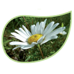 Helping Flowers (30) - Margerite-0