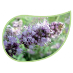 Helping Flowers (32) - Pfefferminze-0