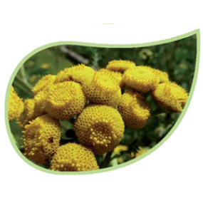 Helping Flowers (33) - Rainfarn-0