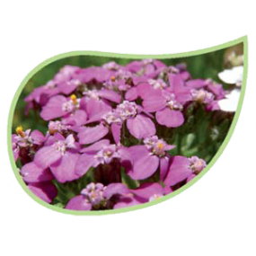 Helping Flowers (34) - Rosa Schafgarbe-0