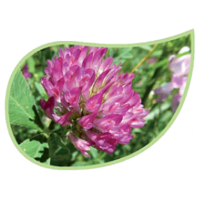 Helping Flowers (35) - Rotklee-0