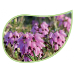 Helping Flowers (39) - Schneeheide-0