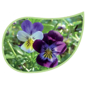 Helping Flowers (41) - Springkraut-0