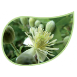 Helping Flowers (46) - Waldrebe (Natur)