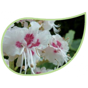 Helping Flowers (48) - Weiße Kastanie-0