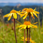 Arnika (Arnica montana)