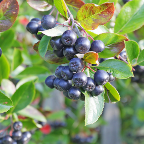 Aroniabeere (Aronia prunifolia)