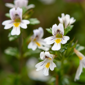 Augentrost (Euphrasia offi cinalis)
