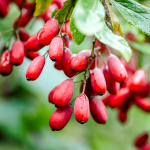 Berberitze (Berberis vulgaris)