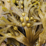 Blasentang (Fucus vesiculosus)