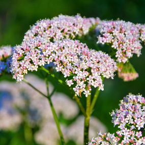 Baldrian (Valeriana officinale)