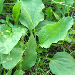 Breitwegerich (Plantago major)