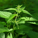 Brennnessel (Urtica dioica)