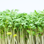 Brunnenkresse (Nasturtium officinale)