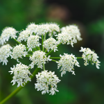Engelwurz (Angelica archangelica)