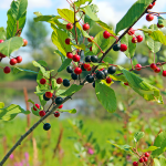 Faulbaumrinde (Rhamnus frangula)