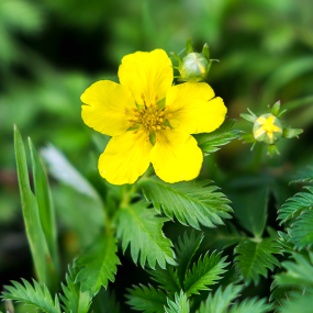 Gänsefingerkraut (Potentilla anserina)