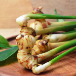 Galgant (Alpina officinarum)