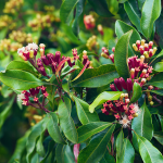 Gewürznelke (Syzygium aromaticum)