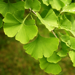 Ginkgo biloba