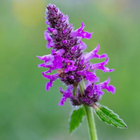Heilziest (Stachy officinalis)
