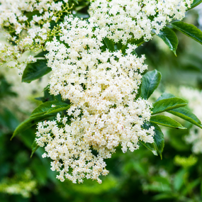 Holunder (Sambucus nigra)