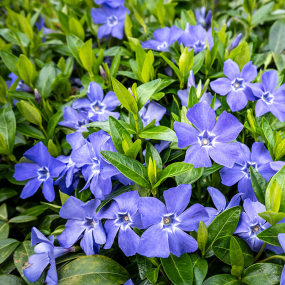 Immergrün (Vincor Minor)