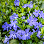 Immergrün (Vincor Minor)