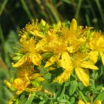 Johanniskraut (Hypericum perforatum)