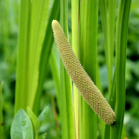 Kalmus (Acorus calamus)