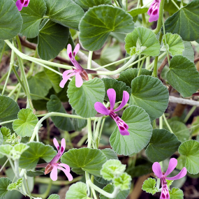 Kapland Pelargonien (Pelargonium sidoides)