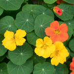 Kapuzinerkresse (Tropaeolum majus)