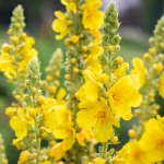 Königskerze (Verbascum thapsiforme)
