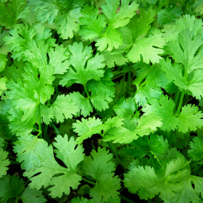 Koriander (Coriandrum sativum)