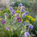 Küchenschelle (Pulsatilla pratensis)