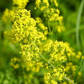 Labkraut (Galium verum)