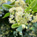 Linde (Tilia cordata)