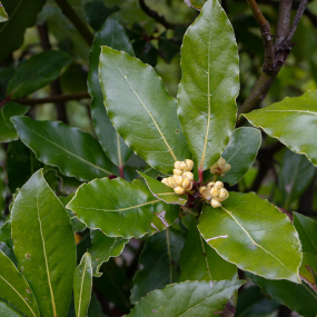 Lorbeer (Laurus nobilis)